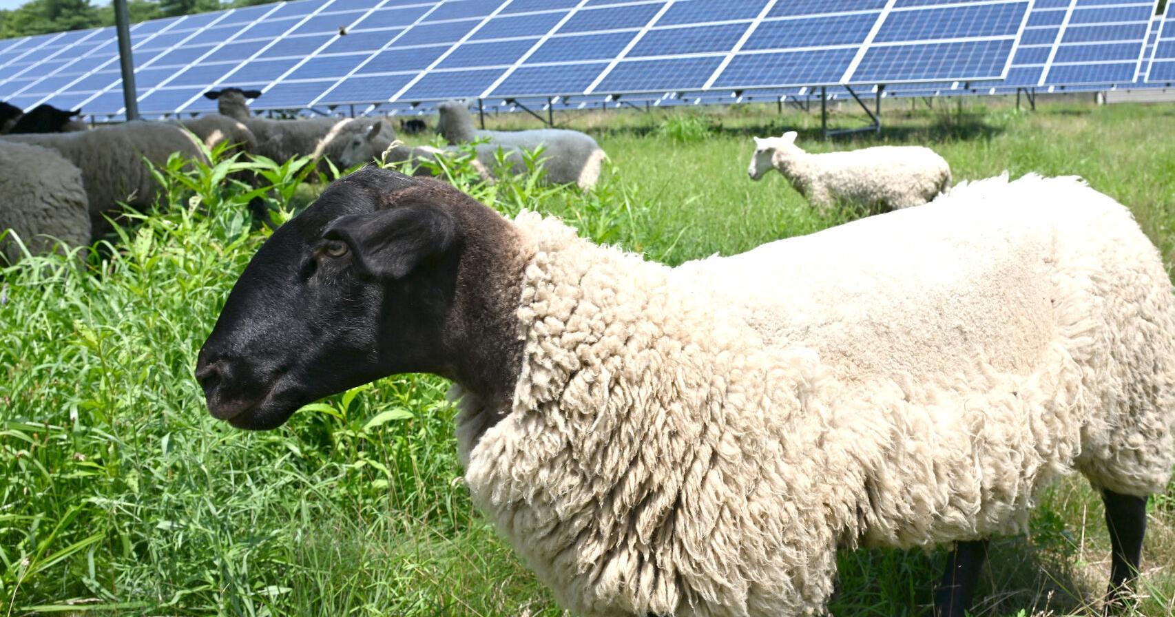 Sheep shear grass for National Grid on Attleboro solar farm - Vimarsana News