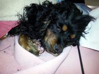 Norfolk police seeking information on two neglected dogs found near Pond Street Recreational Complex | Local News Norfolk police seeking information on two neglected dogs found near Pond Street Recreational Complex | Local News