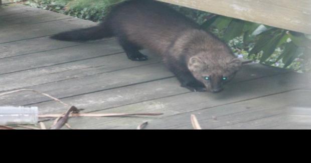 Fisher Cats: Like fathers, like sons, Fisher Cats