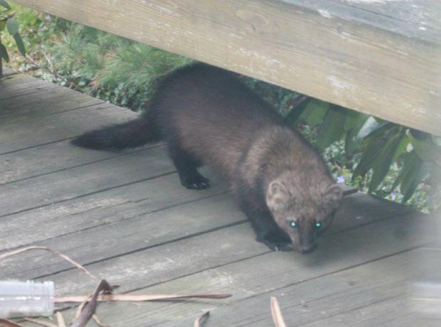 Boy 12 Believed Bitten By Fisher Cat At His Rehoboth Home