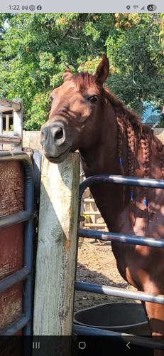 Community turns out to help family after tragic horse barn fire | Local ...