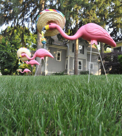 A Life: Remembering Art O'Neil, the 'Flamingo Man' of Mansfield | Local ...