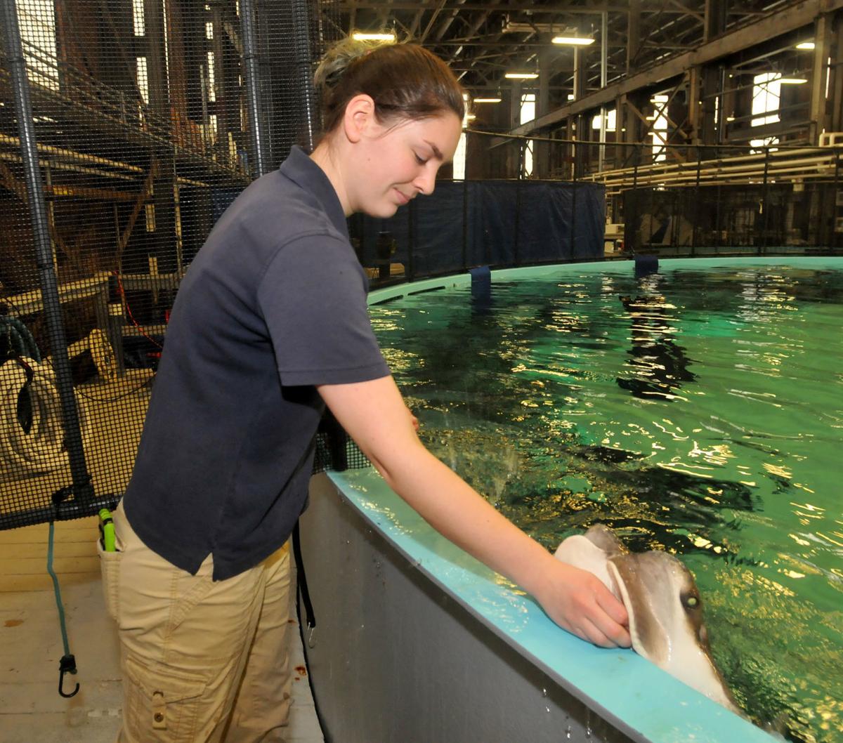 Wrentham resident volunteers with New England Aquarium Local News