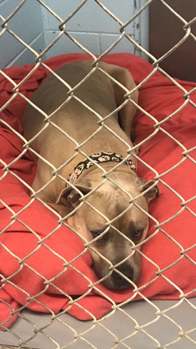 Nubbies Pet Day Thesunchronicle Com