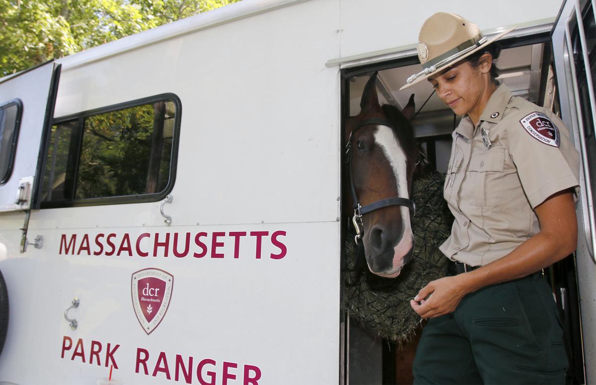 A horse of every color at Rehoboth breed expo Local News
