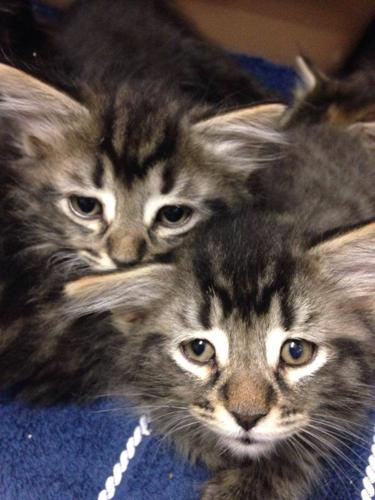 Pets of the Week: Kittens | Pet Day | thesunchronicle.com