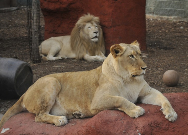 Capron Park Zoo Moon | Staff | thesunchronicle.com