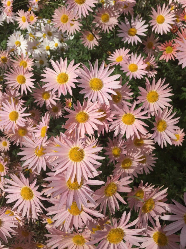 Mums will bloom through Thanksgiving, if snow holds off Stories