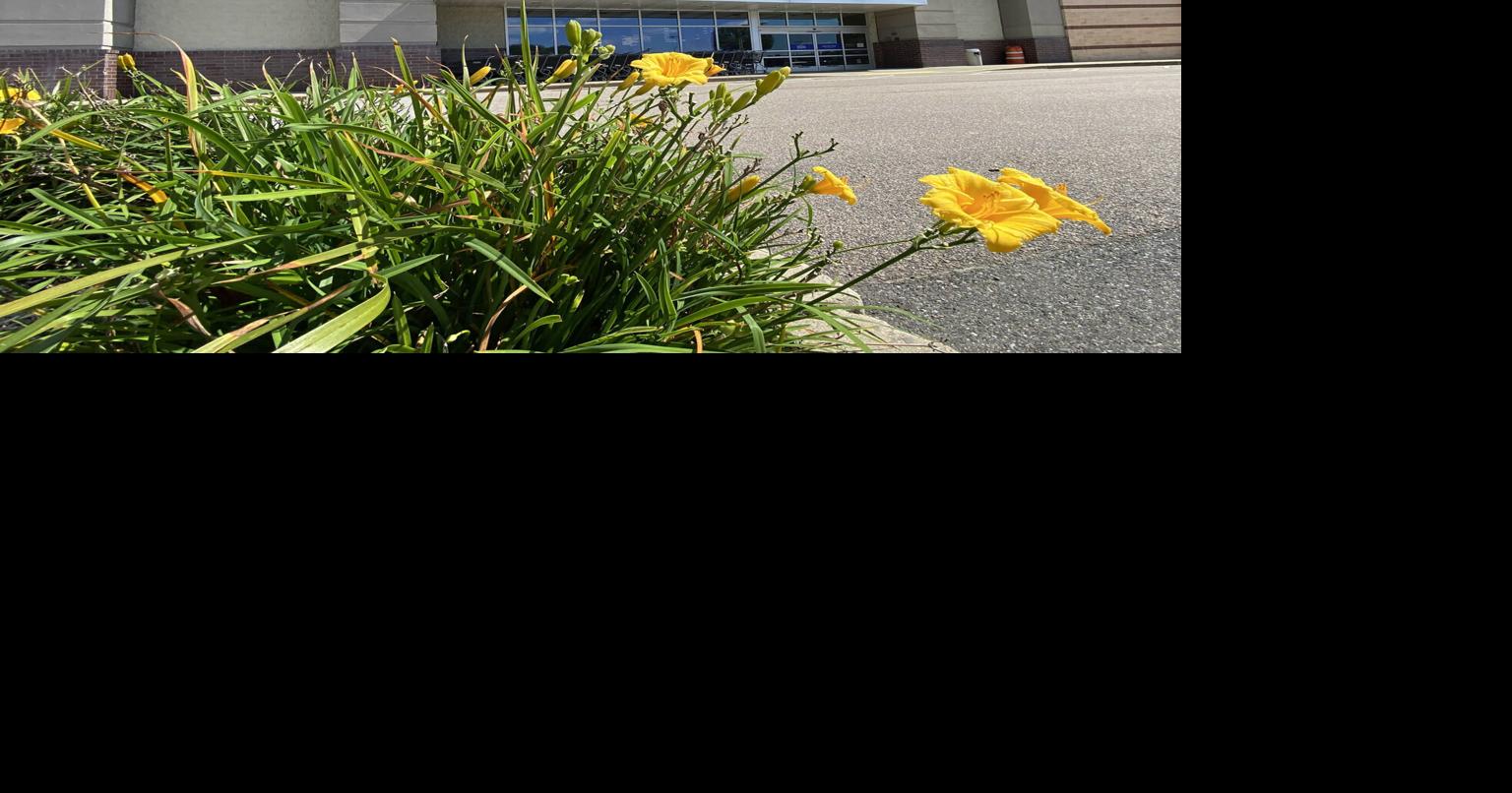 Unclear if North Attleboro, Seekonk or Foxboro Bed Bath & Beyonds will close Local News