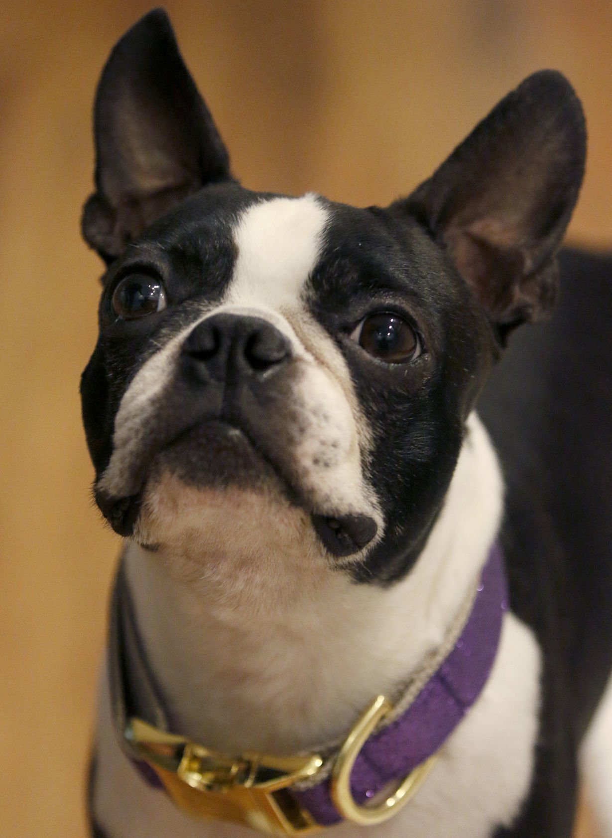 boston terrier westminster dog show