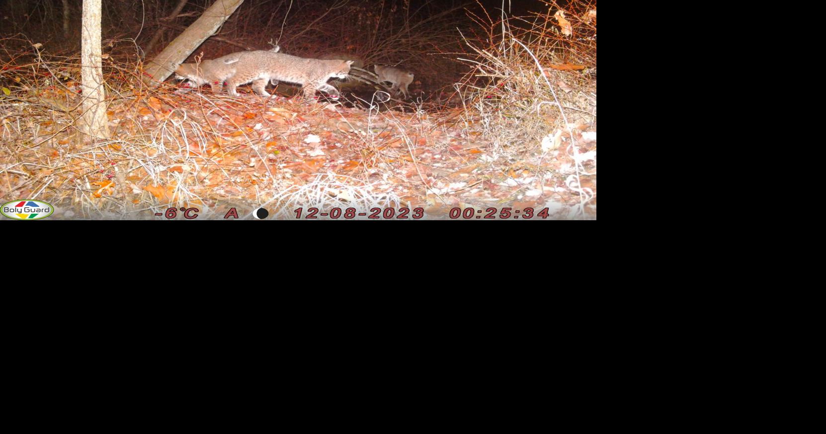 Norfolk resident's camera captures bobcats roaming through his yard ...