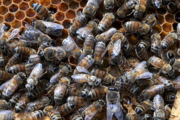 Struggling beekeepers stabilize U.S. honeybee population after