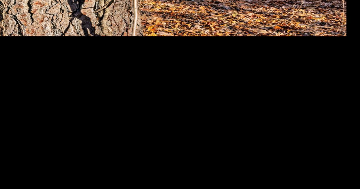Sustainability Solutions: Battle of the invasive bittersweet