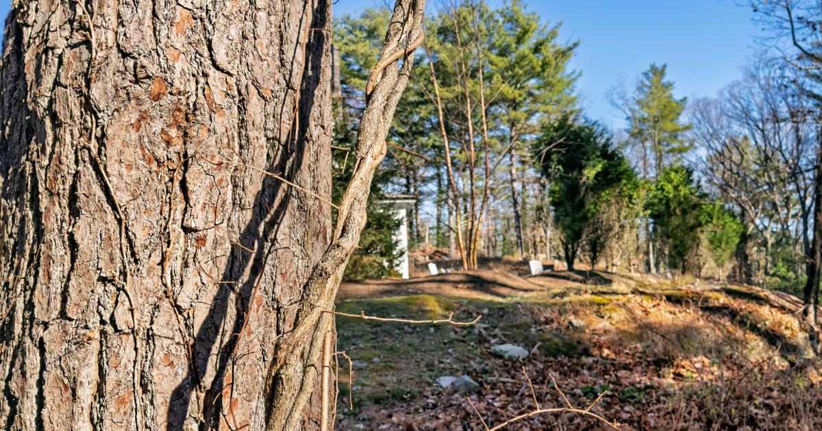Sustainability Solutions: Battle of the invasive bittersweet
