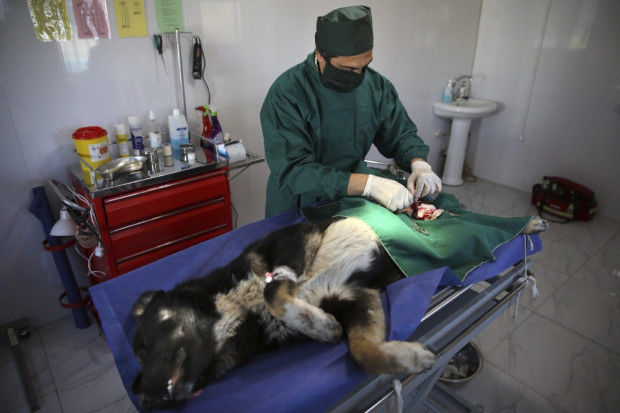 Canine shelter takes on Tehran stray dog problem - humanely | Pet Day ...