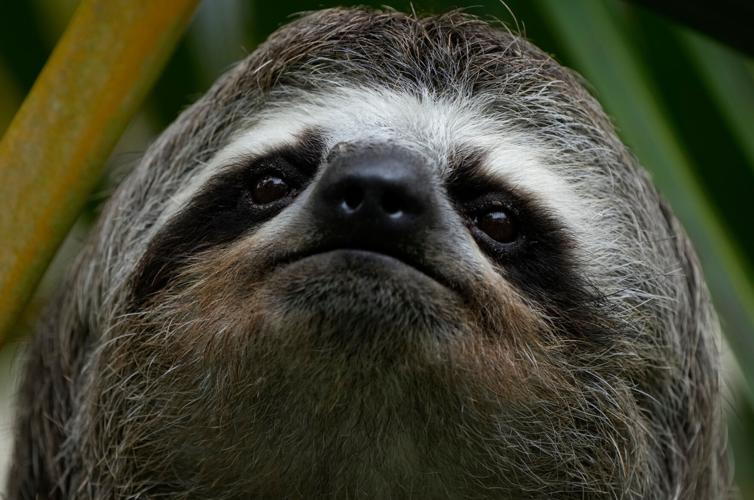Sickness, cold killed nearly 30 sloths at a Florida import warehouse in ...