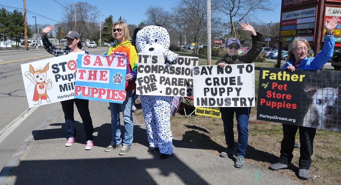 Protest In Plainville Against Puppy Mills Local News 