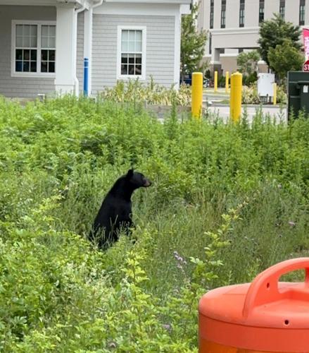 Foxboro Bear
