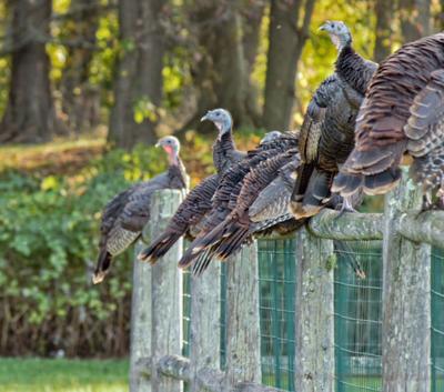 Wrentham turkeys