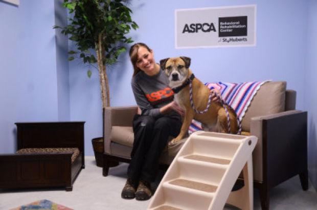 Doggie Rehab Pet Day Thesunchronicle Com