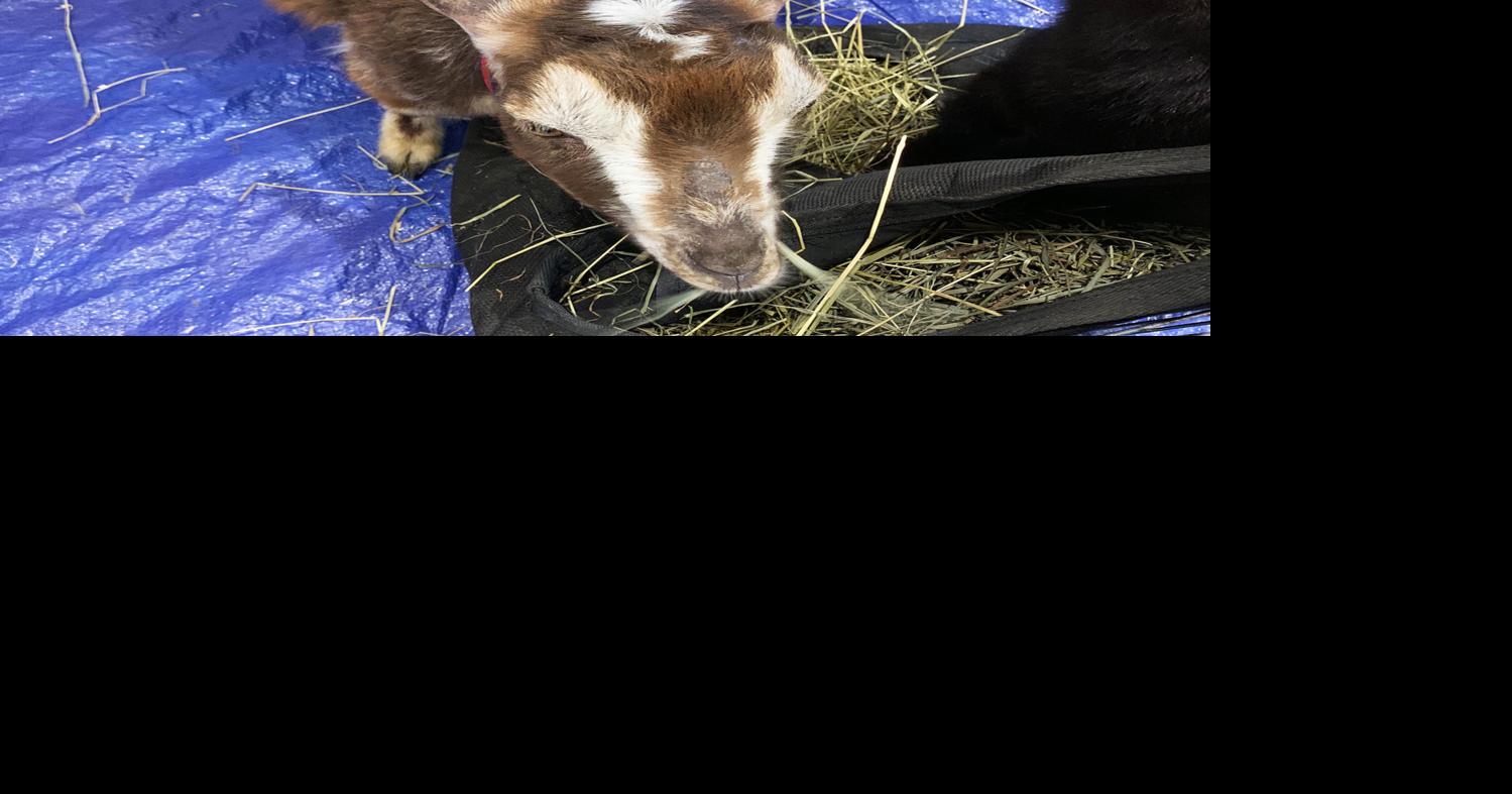 Attleboro Flower Show sets records; area Audubon refuges announce events Stories