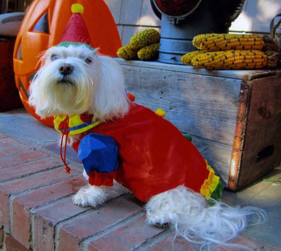 Reader Pet Pictures: Halloween costume party | Pet Day ...