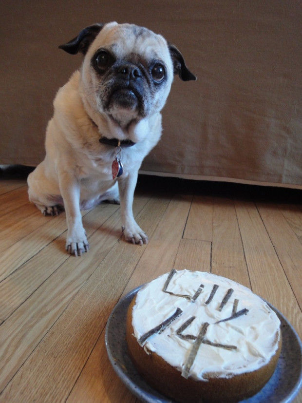 pug age in human years