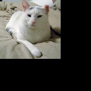 cat ear hematoma surgery cost