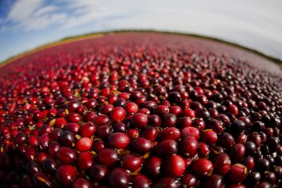 Mass Based Ocean Spray Shoots Cranberry Commercial In Wisconsin Stories Thesunchronicle Com