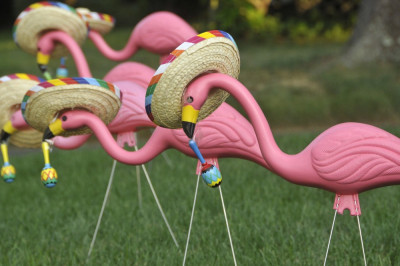 Mansfield Flamingo Flock Goes Viral Local News Thesunchronicle Com