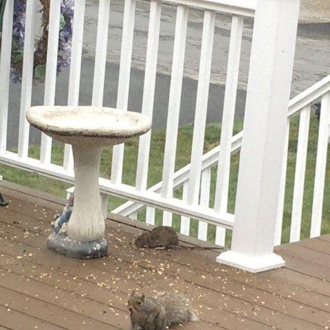 North Attleboro moving toward new program to confront rat problem - Vimarsana News
