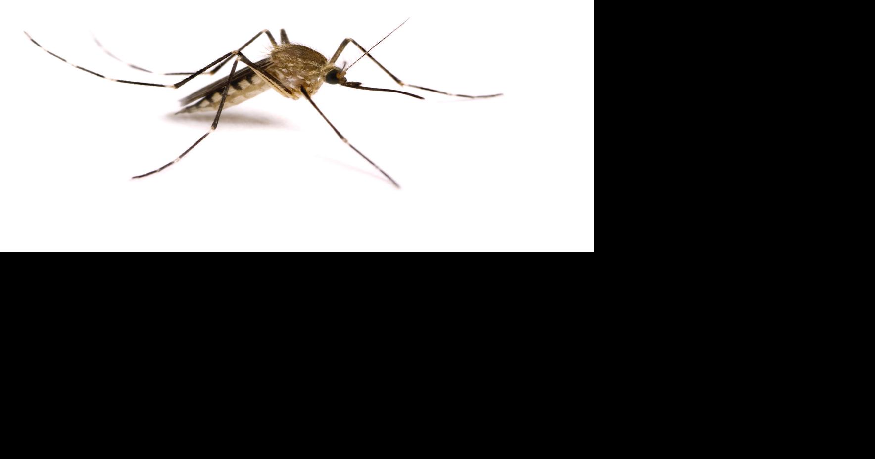 West Nile virus found in mosquitoes from Norfolk, Franklin