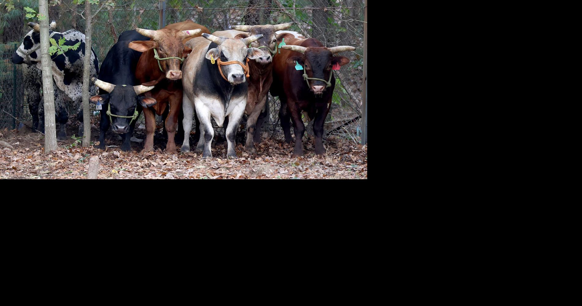Authorities capture last of bulls that escaped North Attleboro rodeo ...