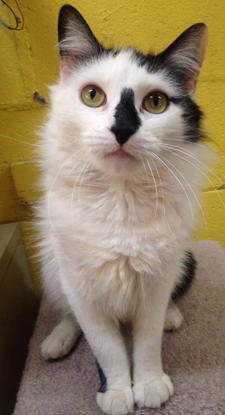 Pets of the Week: Blizzard | Pet Day | thesunchronicle.com