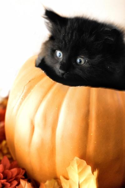 Faber Lift Halloween Adoption Bans On Black Cats Columns Thesunchronicle Com