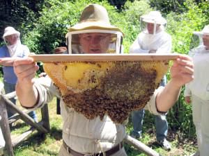 From Bee-burners to Beekeepers: Supporting Community Beekeeping