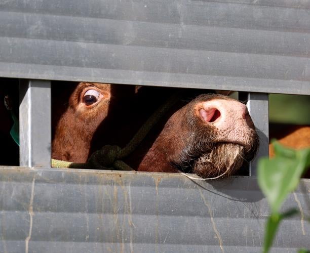 Escaped Bulls NA