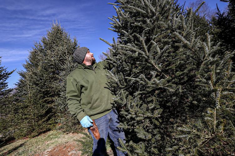 Christmas trees in short supply again in Attleboro area, beyond Local