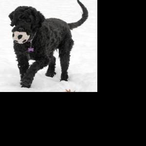'Portie' lovers thrilled with 'first dog' | Local News ...