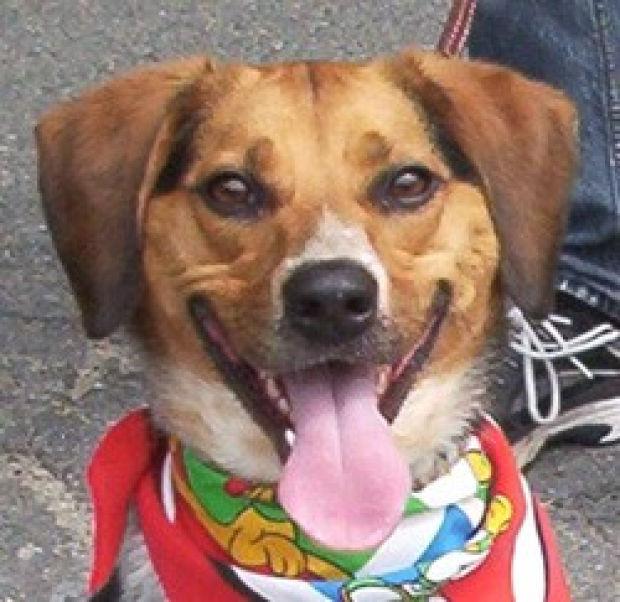 Pets of the Week Peanut Pet Day