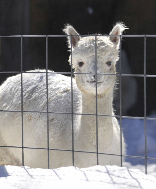 Snow, cold weather puts Capron Park Zoo on ice Local News
