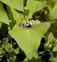 One Wild Growing Weed Local News Thesunchronicle Com