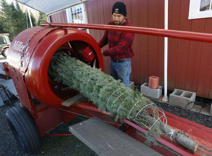 Attleboro area Christmas tree farms report solid business despite ...