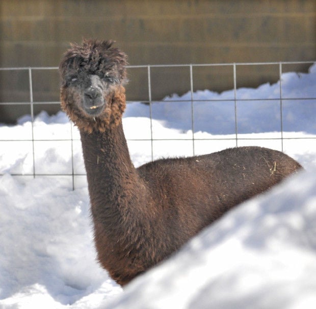 Snow, cold weather puts Capron Park Zoo on ice Local News