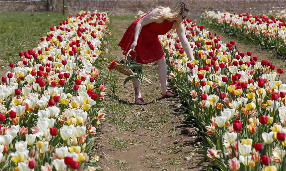 Tiptoe Through The Tulips And Pick Some Too In Rhody Stories