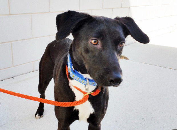 Second Chance Dogs Pet Day Thesunchronicle Com