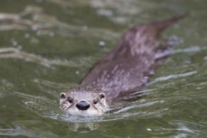 Capron Park Zoo receives state funding for new otter exhibit and amphitheater