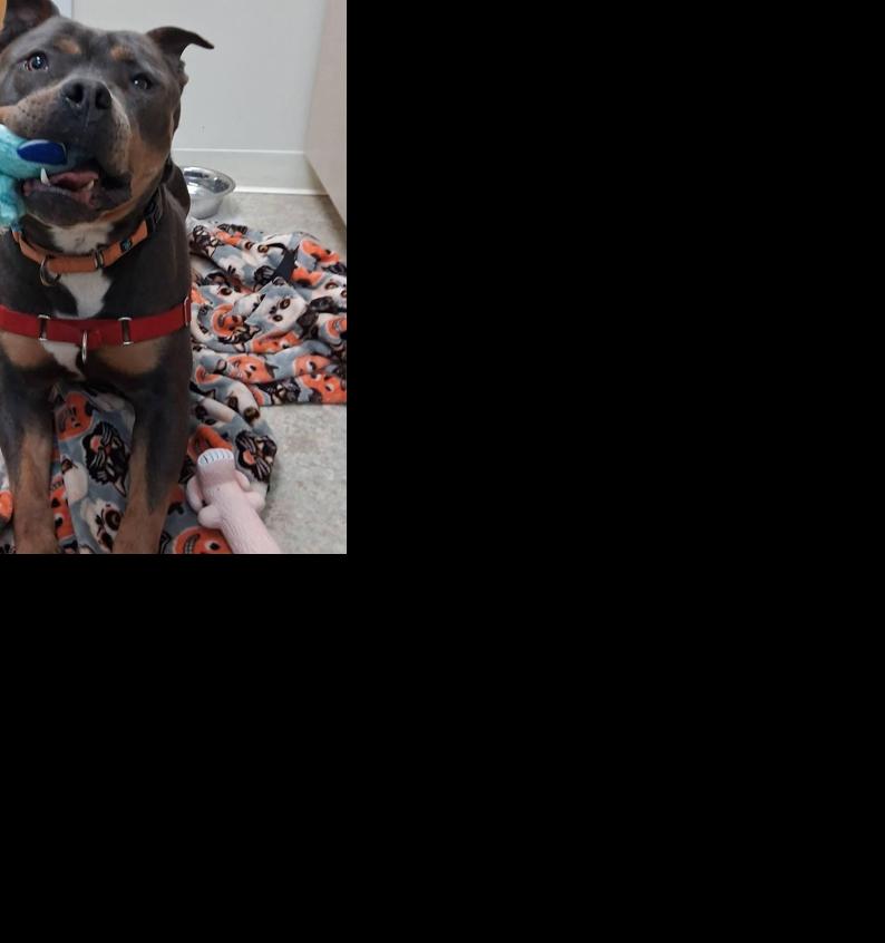 RILEY | Pet Day | thesunchronicle.com