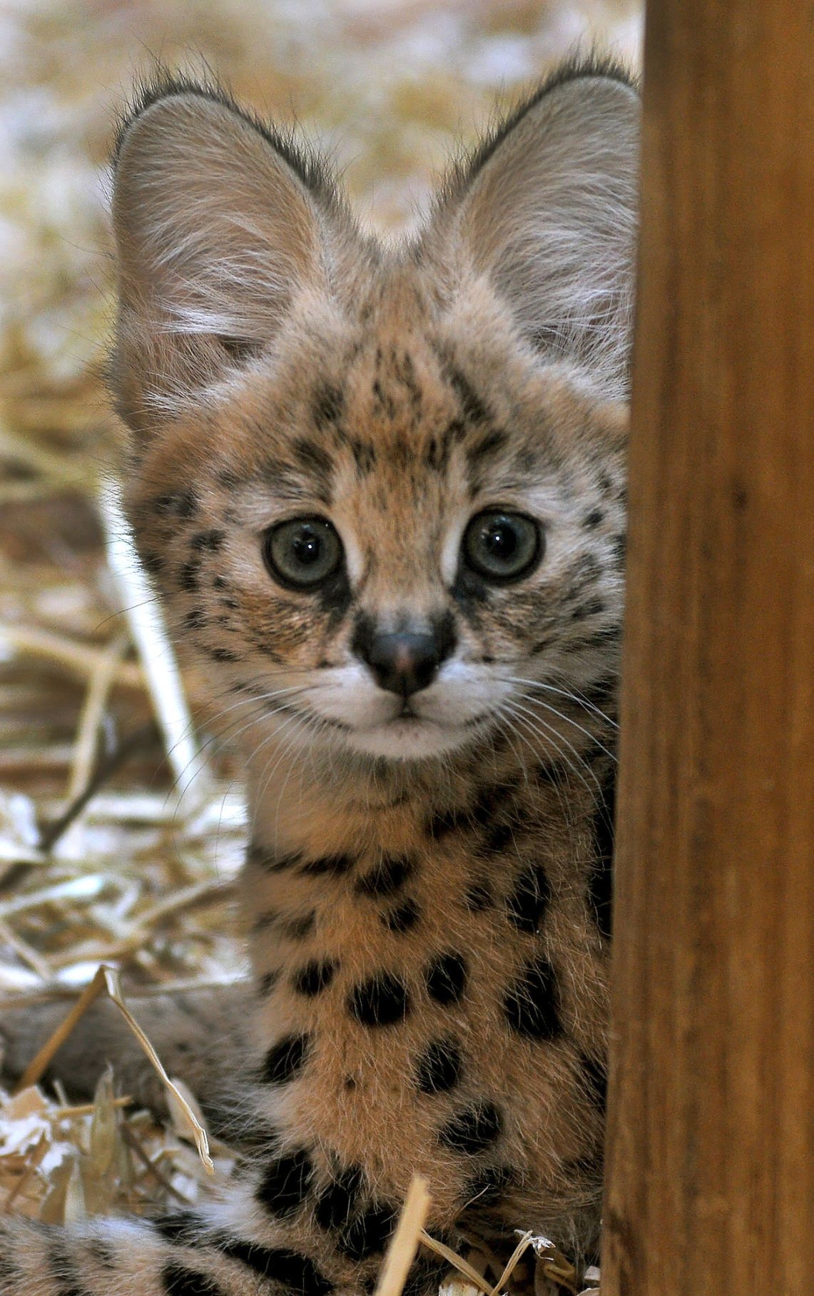 Serval kitten scampers in Attleboro's Capron Park Zoo | Local News ...