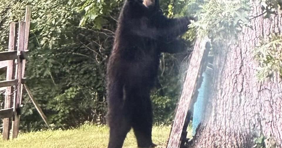 Bear spotted in North Attleboro